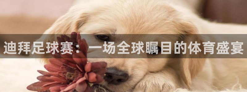 迪拜足球赛：一场全球瞩目的体育盛宴