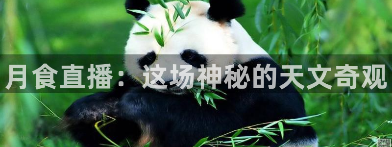 雨燕直播足球免费：月食直播：这场神秘的天文奇观
